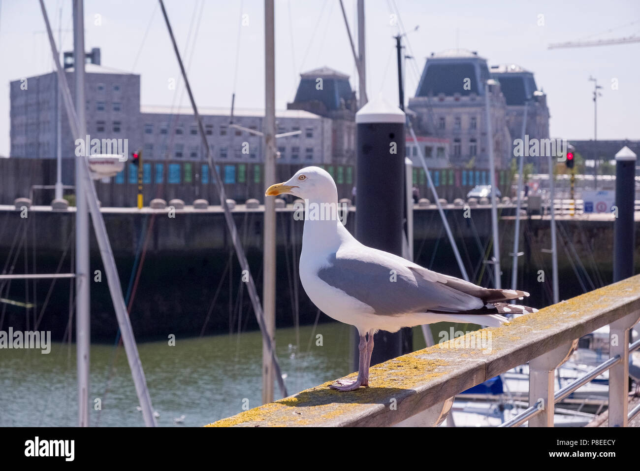Marina with a gull bird. Stock Photo