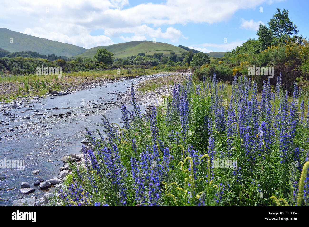 Vipers Bugloss on banks of College Burn Stock Photo