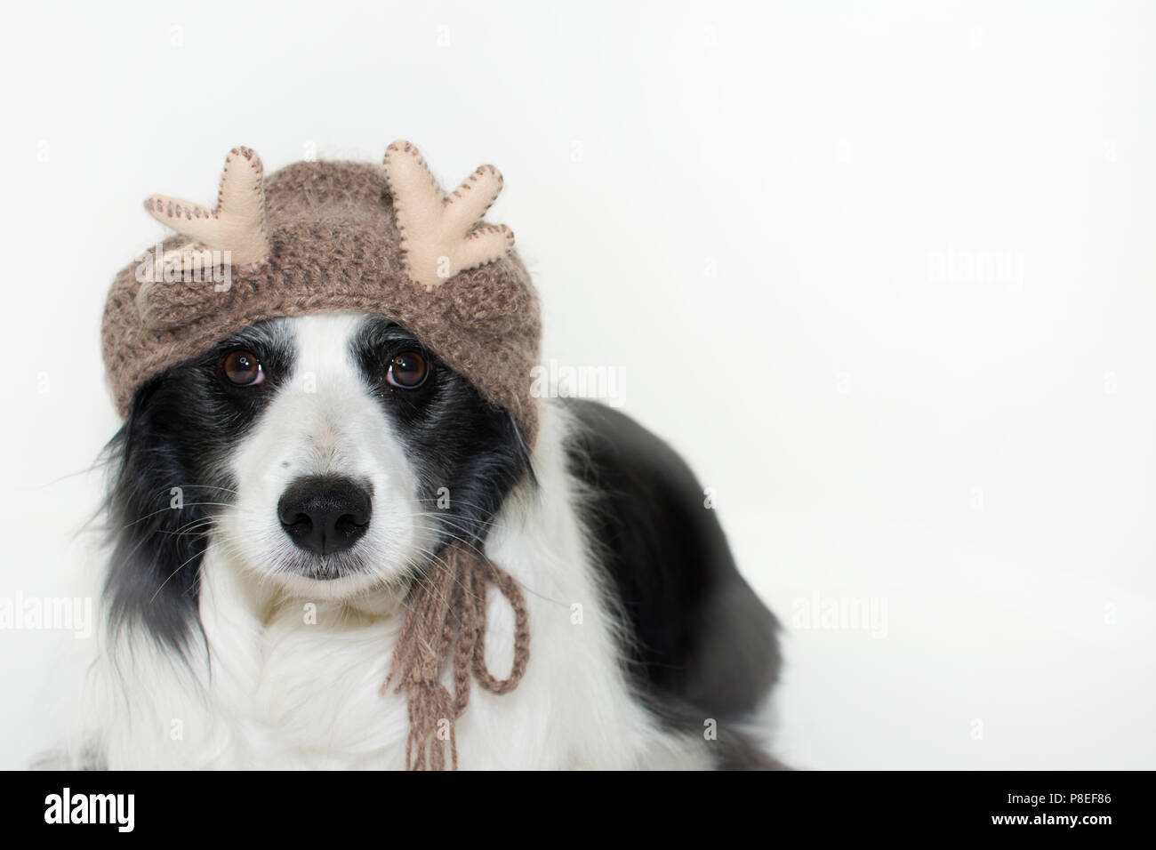 border collie hat