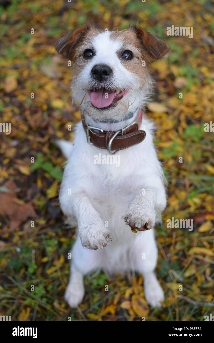 Dog standing on two legs hi-res stock photography and images - Alamy