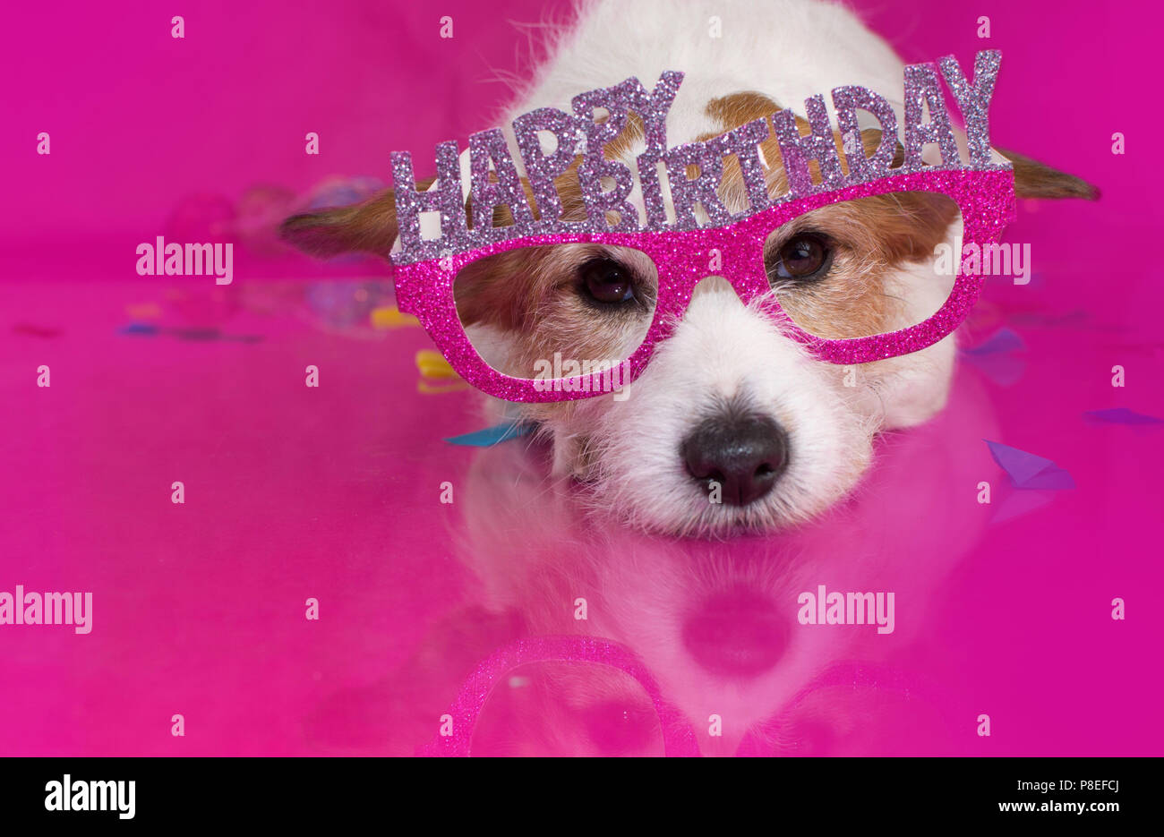 Cute Birthday Dog Celebration On Pink Background Lying Down Stock Photo Alamy Cute Birthday Dog Celebration On Pink Background Lying Down Stock Photo Alamy
