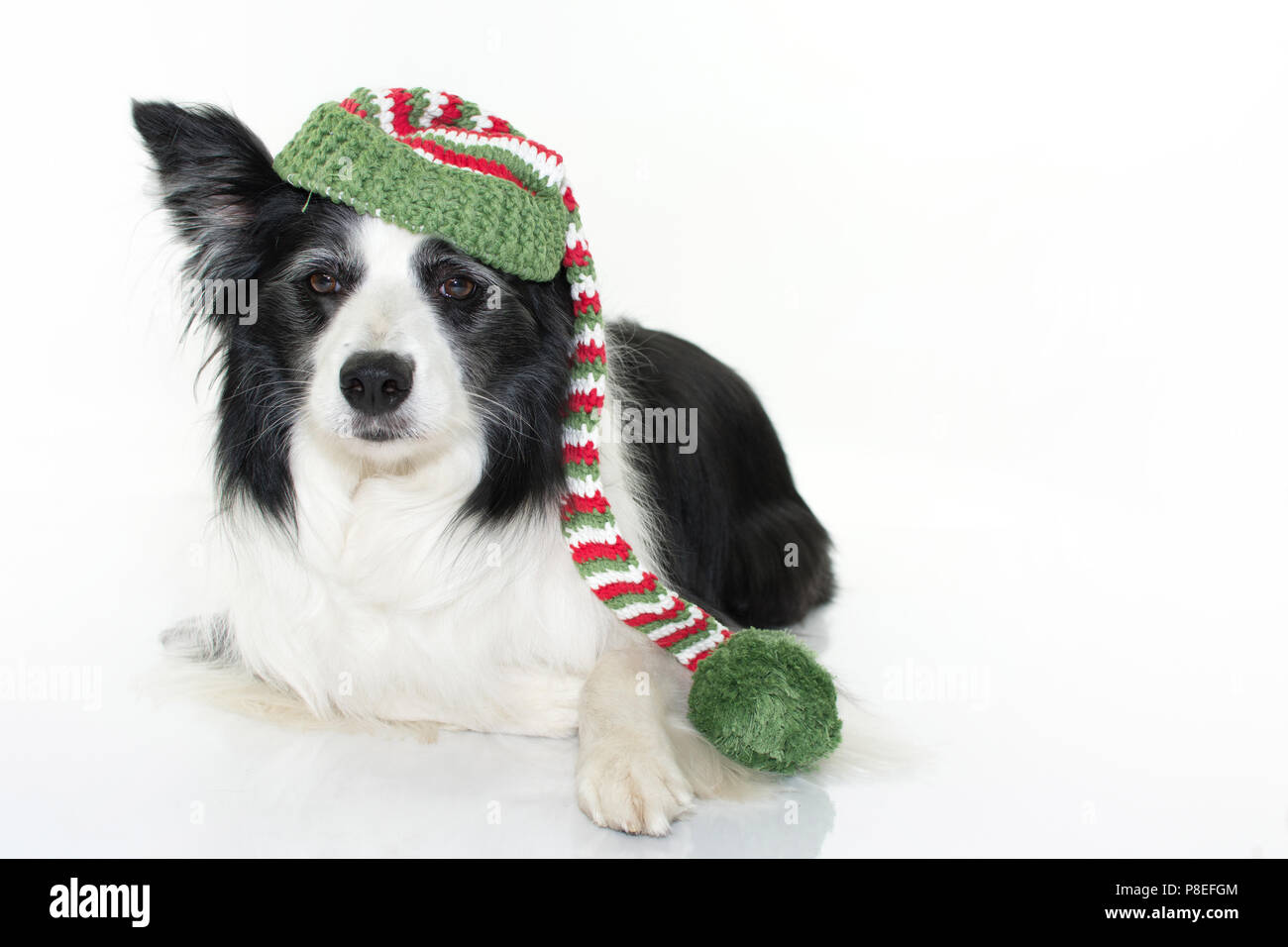 CUTE BORDER COLLIE DOG WEARING A CHRISTMAS SANTA HAT ISOLATED ON WHITE ...