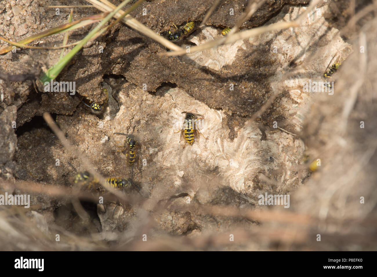 Common wasp nest (Vespula vulgaris) in a natural hole on a riverbank in Surrey, UK Stock Photo