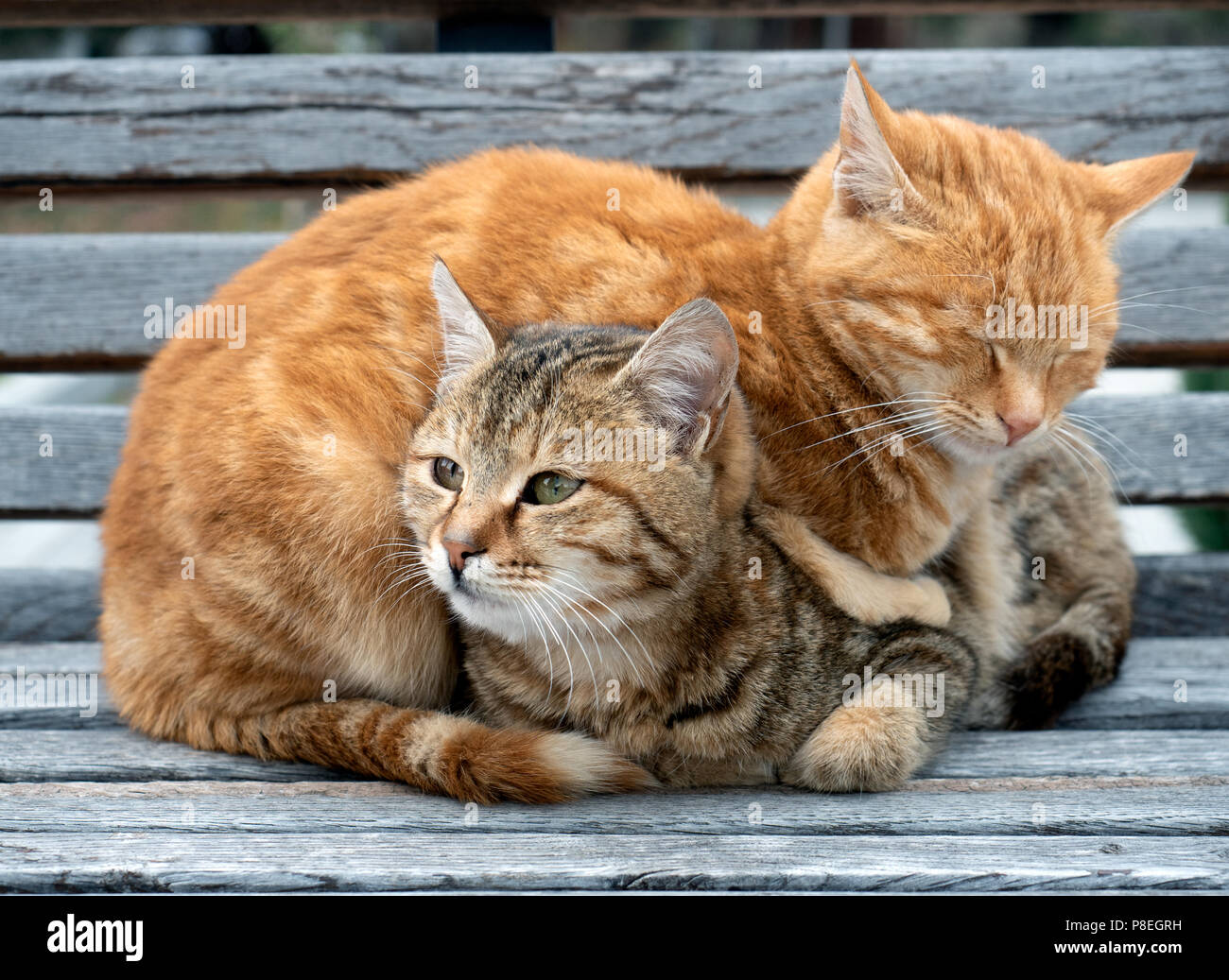 Two cat tenderness hi-res stock photography and images - Alamy