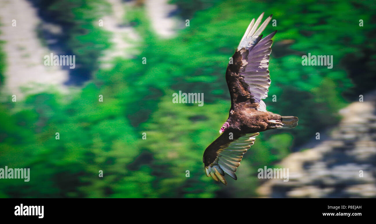 A Turkey Vulture gliding on an updraft at Letchworth State Park, NY Stock Photo