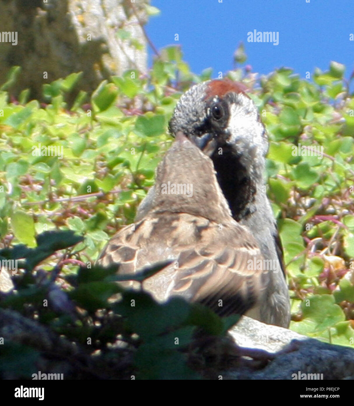 Sparrows british isles hi-res stock photography and images - Alamy