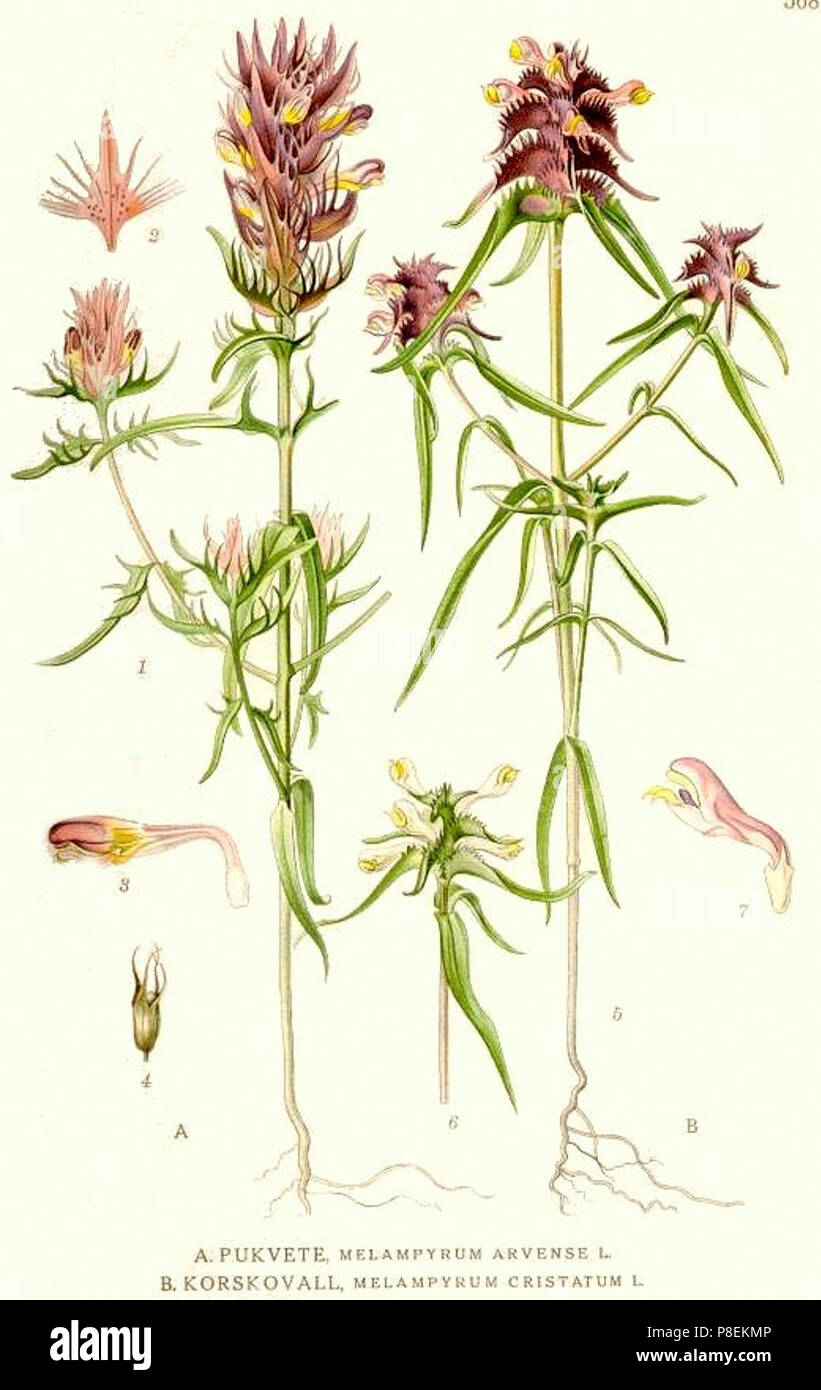 568 Melampyrum arvense, M. cristatum. Stock Photo