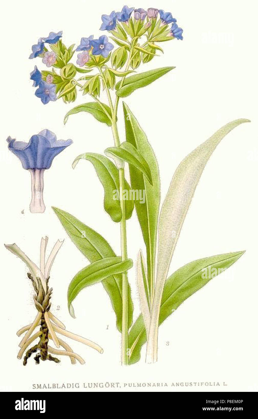 579 Pulmonaria angustifolia. Stock Photo