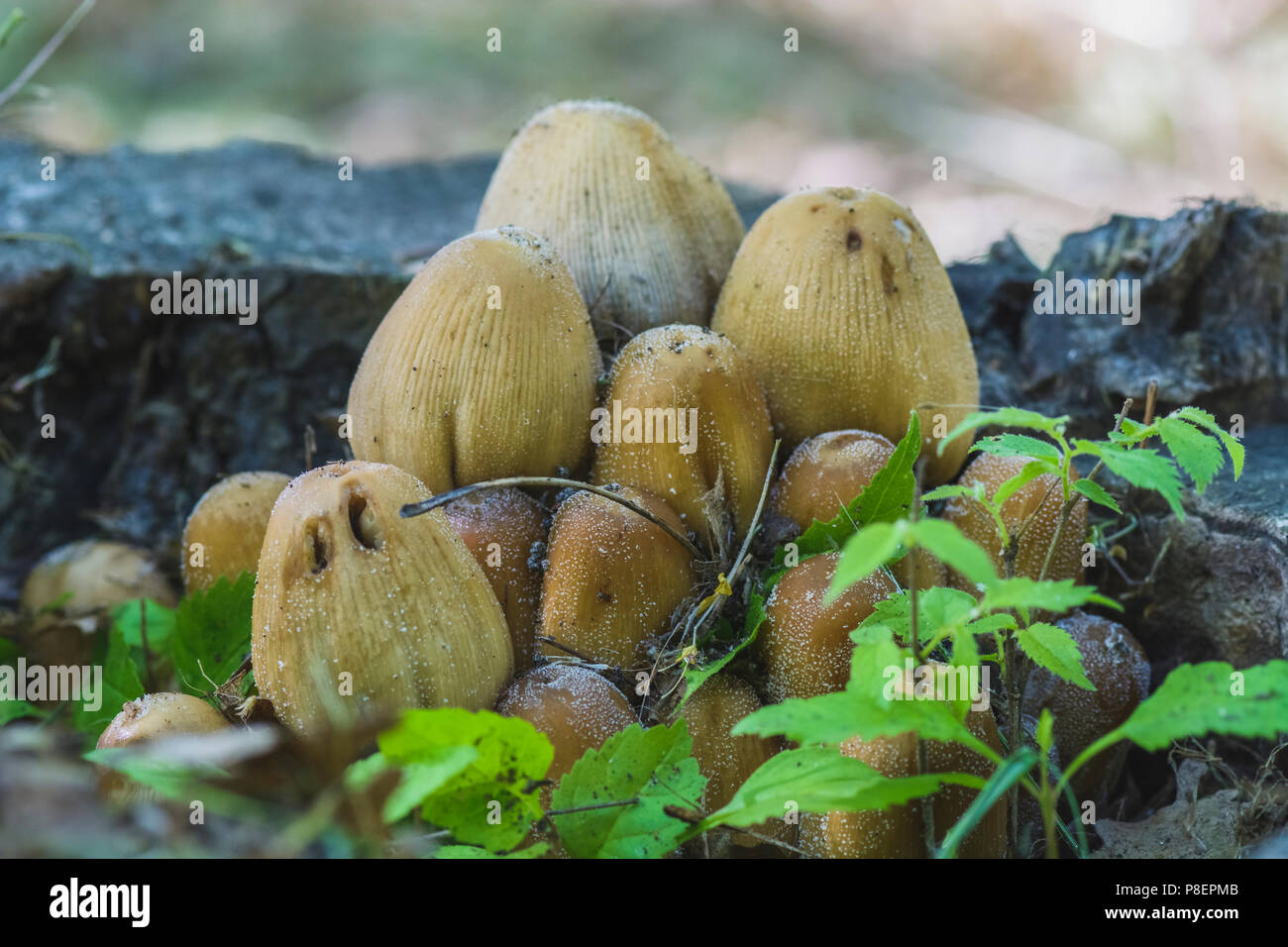 group of mushrooms growing in a tree stump Stock Photo - Alamy