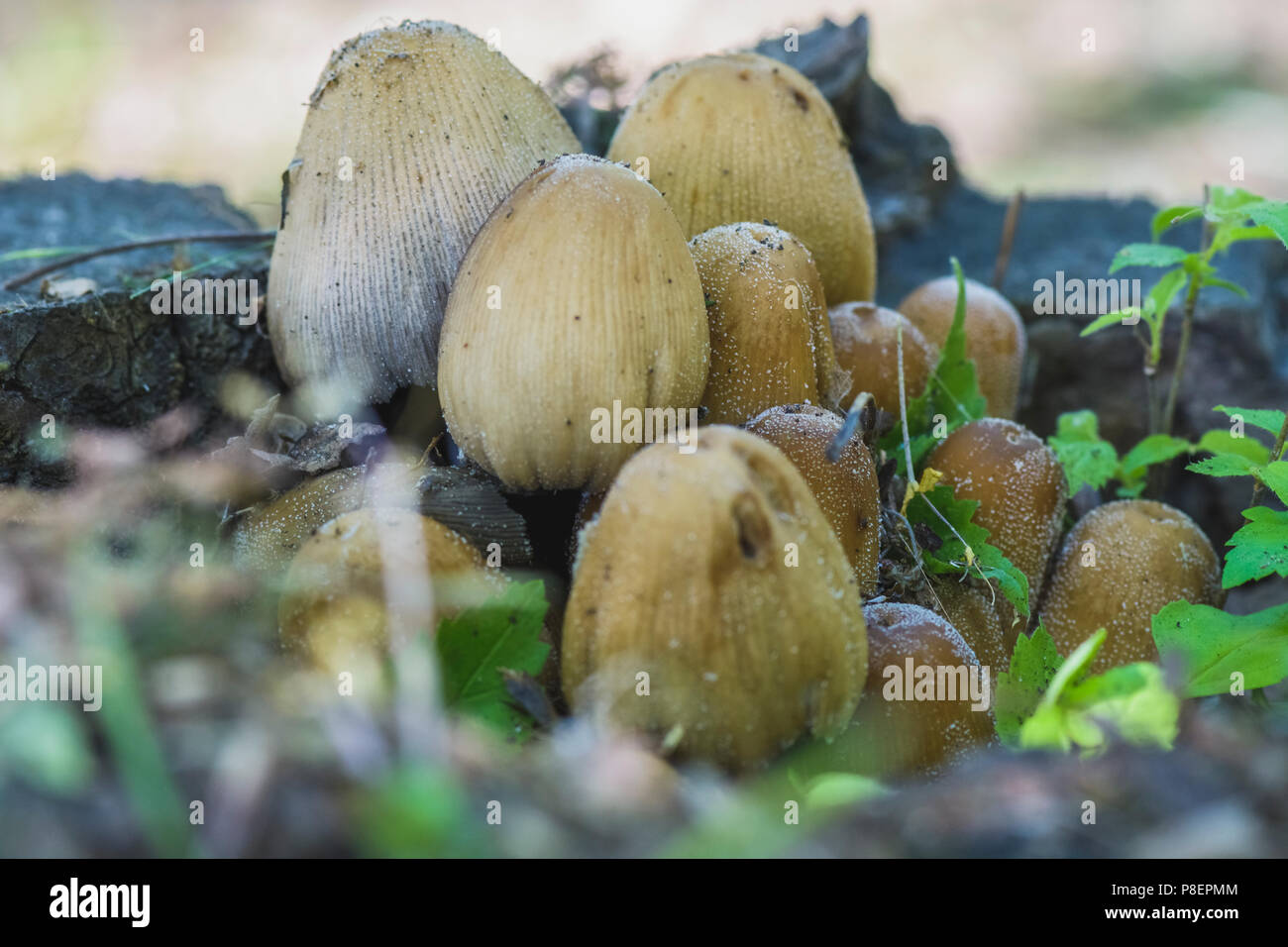 group of mushrooms growing in a tree stump Stock Photo - Alamy