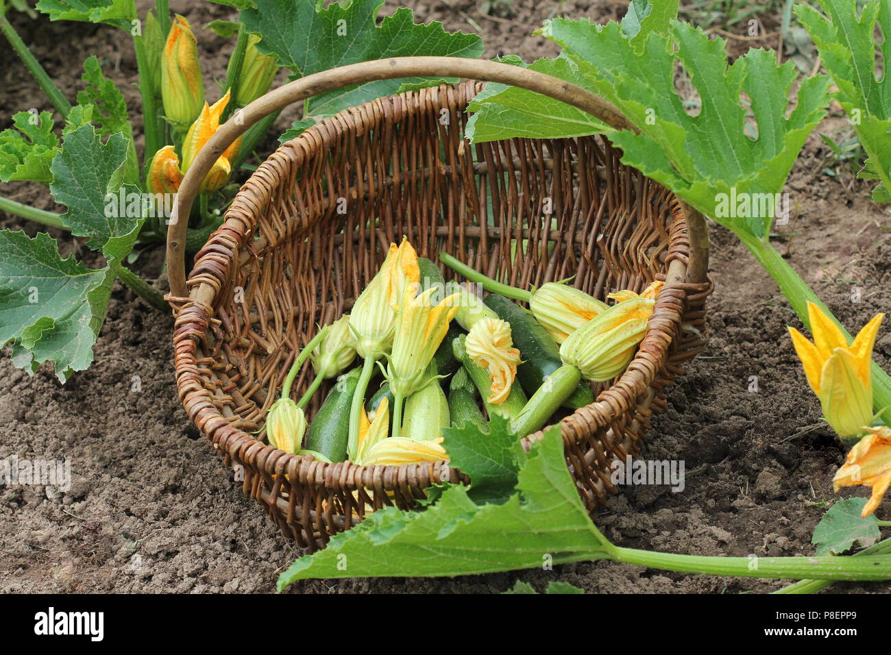 Zucchini plants in blossom on the garden bed. Basket with small