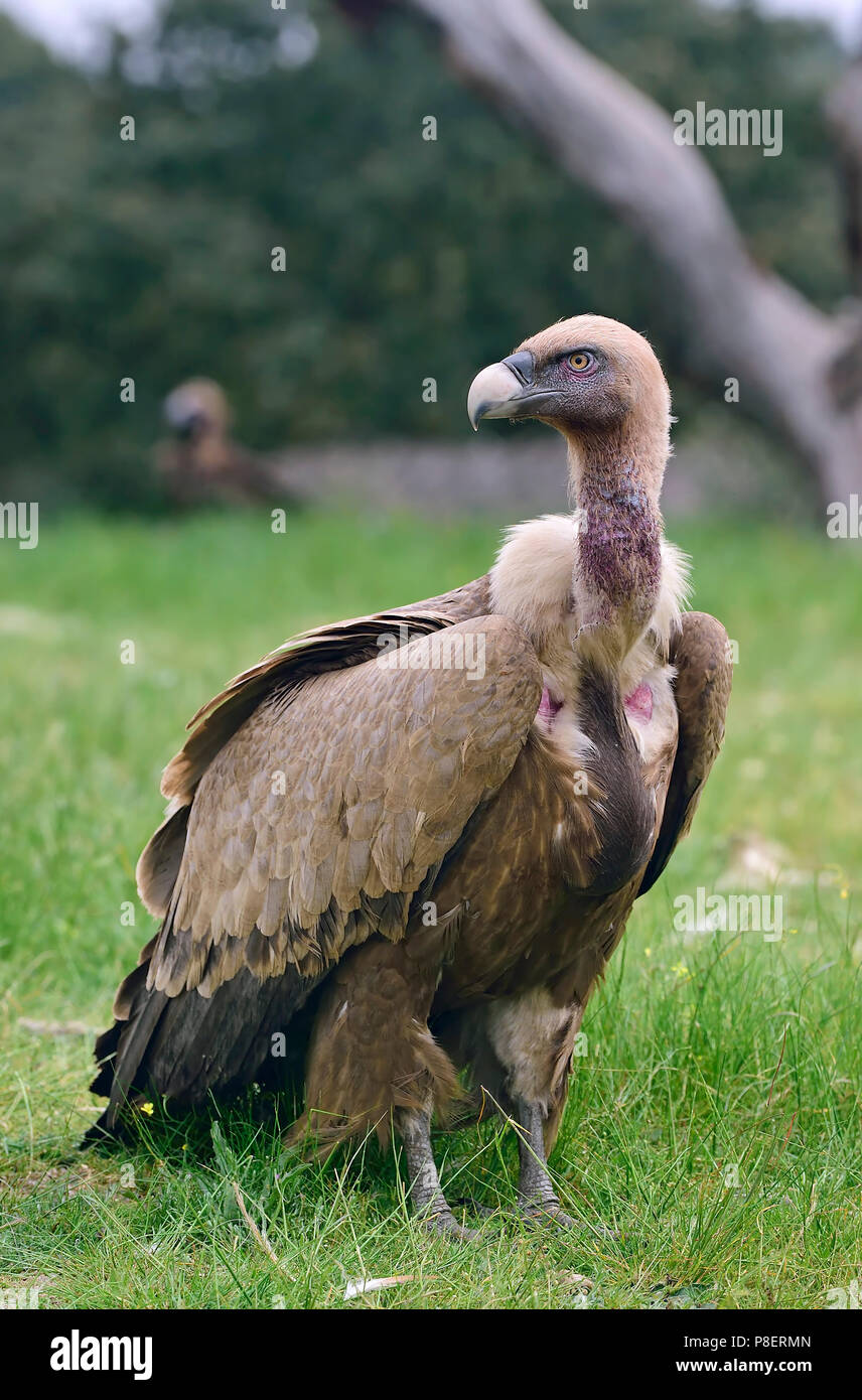 Griffon vulture (Gyps fulvus), portrait, Bosa, Sardinia, Italy Stock ...