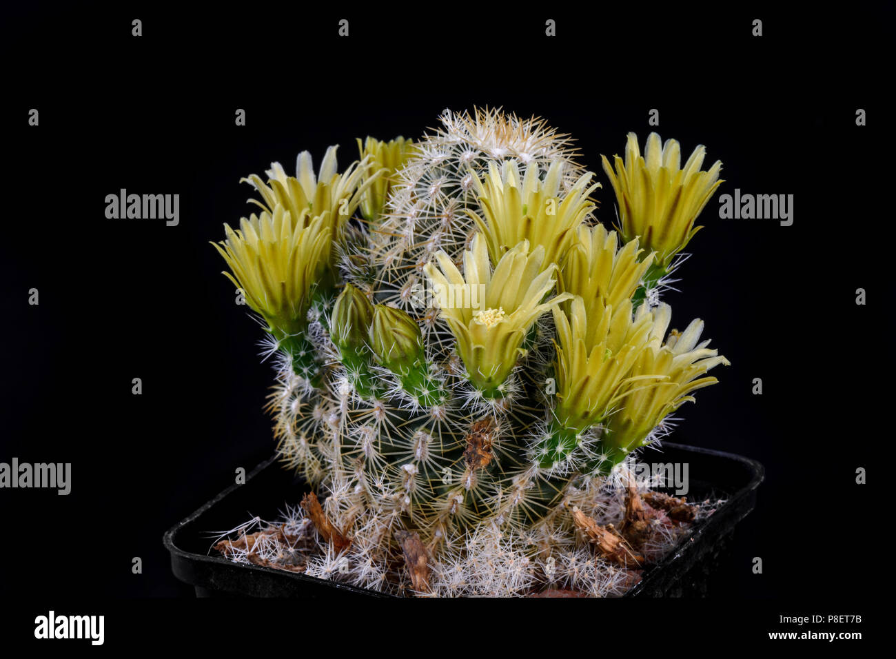 Cactus Echinocereus viridiflorus corelli with flower isolated on Black Stock Photo