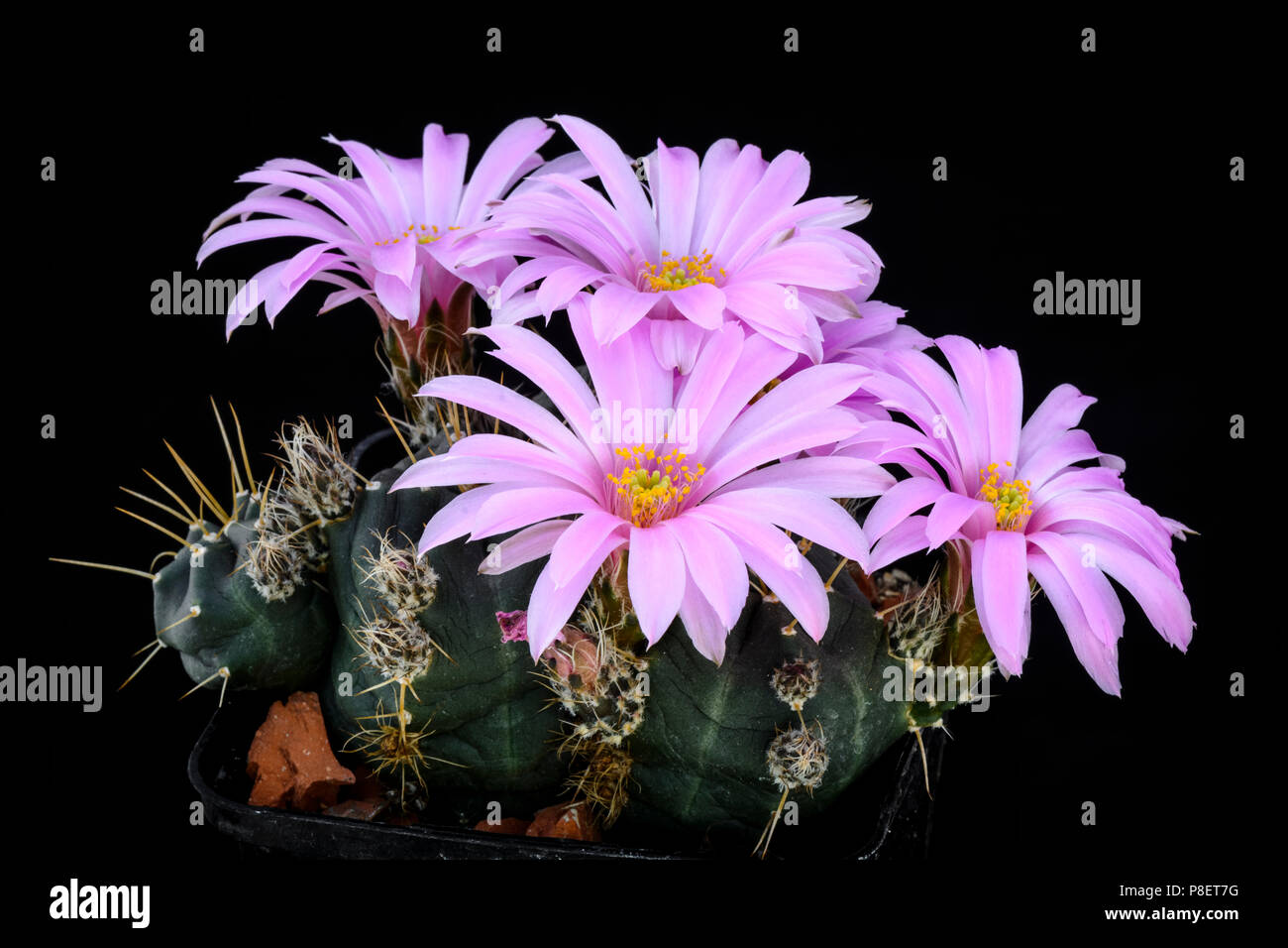 Cactus Echinocereus knippelianus with flower isolated on Black Stock Photo  - Alamy
