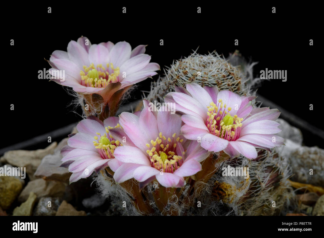Cactus Rebutia canacruzensis with flower isolated on Black Stock Photo