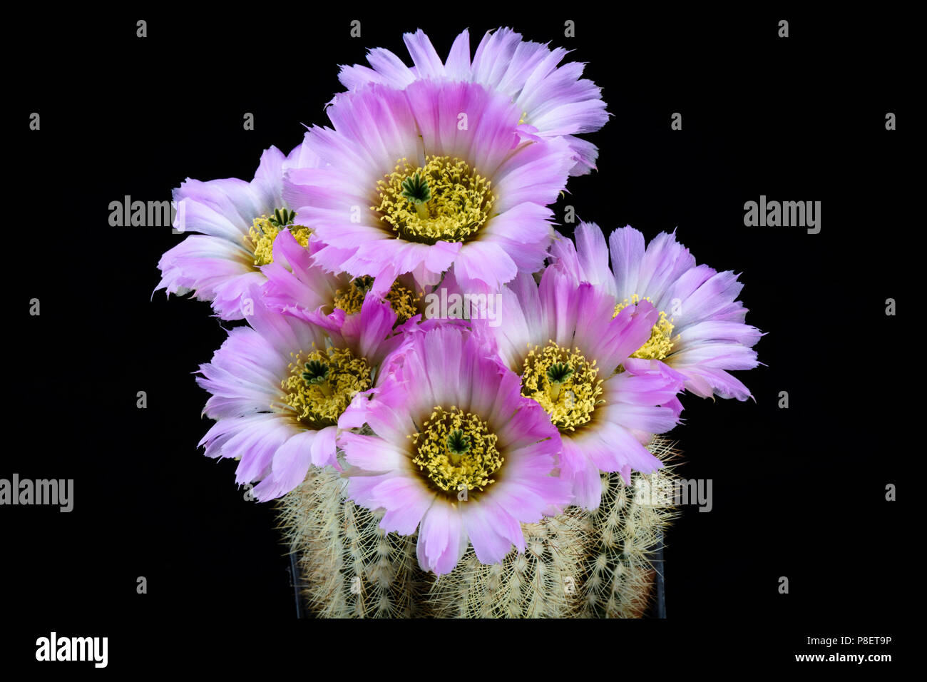 Cactus Echinocereus reichenbachi albispinus with flower isolated on Black Stock Photo