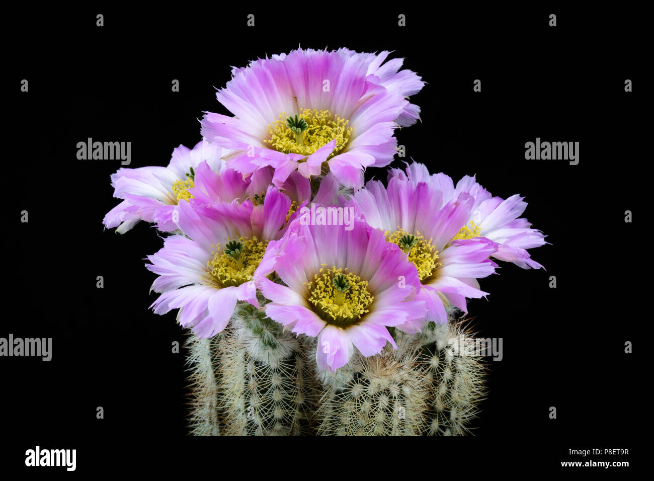 Cactus Echinocereus reichenbachi albispinus with flower isolated on Black Stock Photo