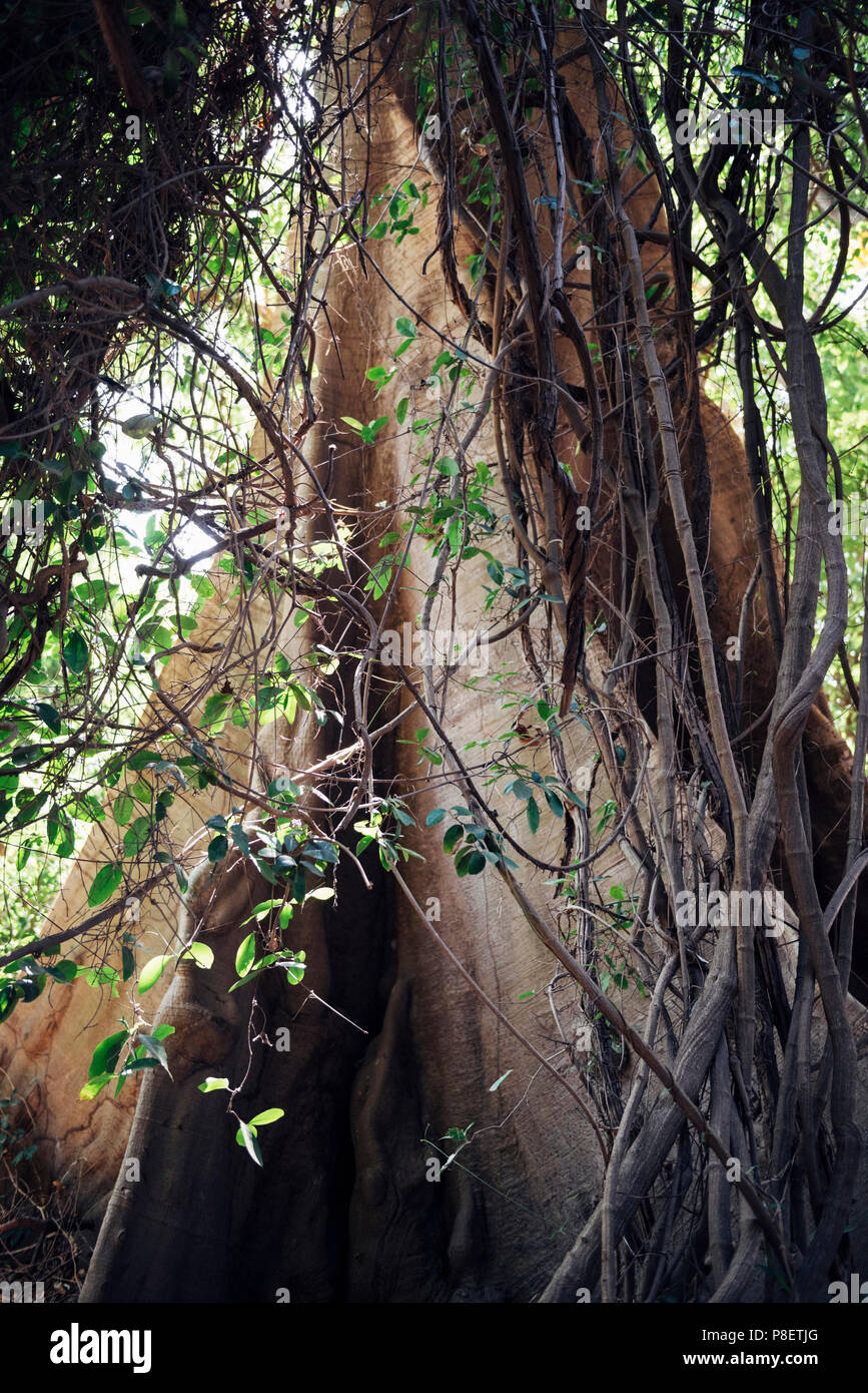 Kapok tree (Ceiba pentandra) with hanging green branches at the Kachikally Crocodile Pool in Bakau Newtown, The Gambia, West Africa. Stock Photo