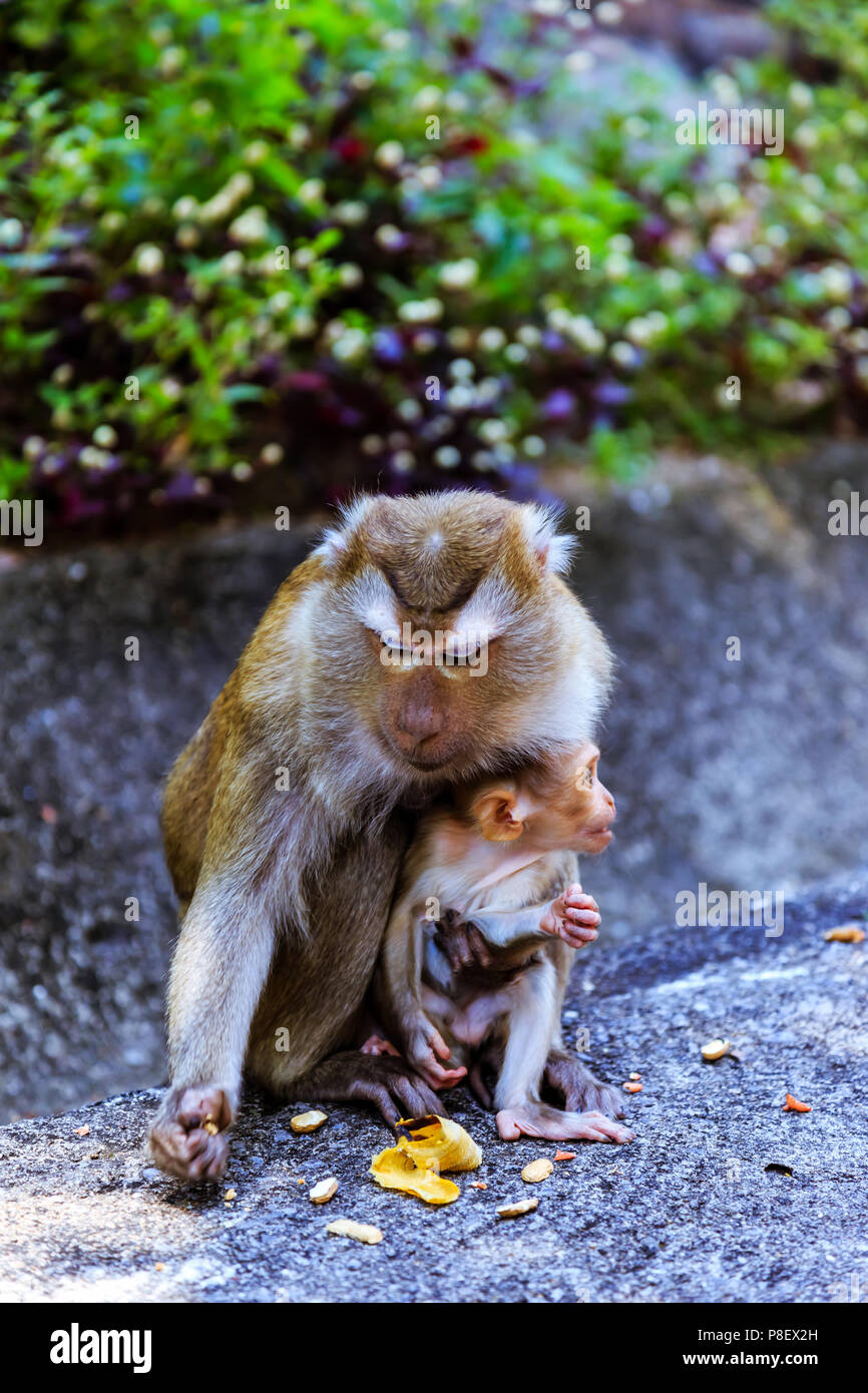 Phuket town monkey hill hi-res stock photography and images - Alamy