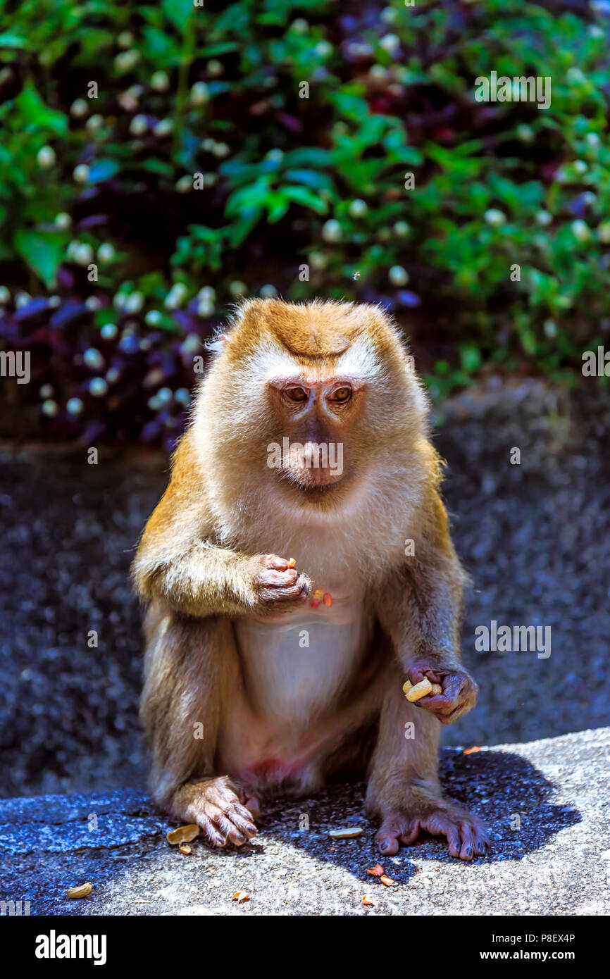 Peanut eating monkey hi-res stock photography and images - Alamy