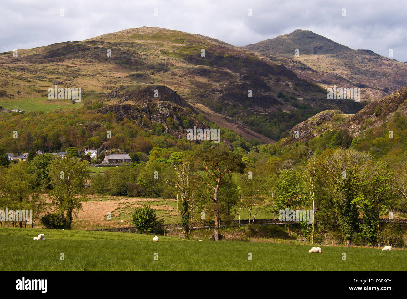 Sheep grazing near the village of Bedgellert with the summit of Mt. Snowdon in the background; Snowdonia National park; Wales; UK Stock Photo