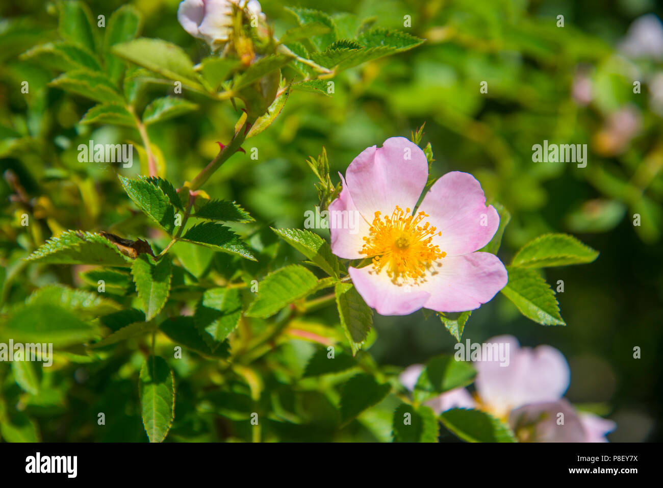Wild rose flower. Stock Photo