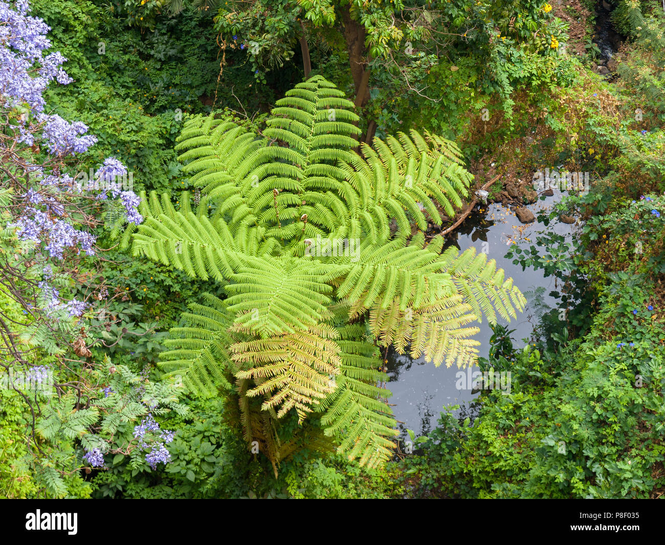 Exotic tree fern hi-res stock photography and images - Alamy