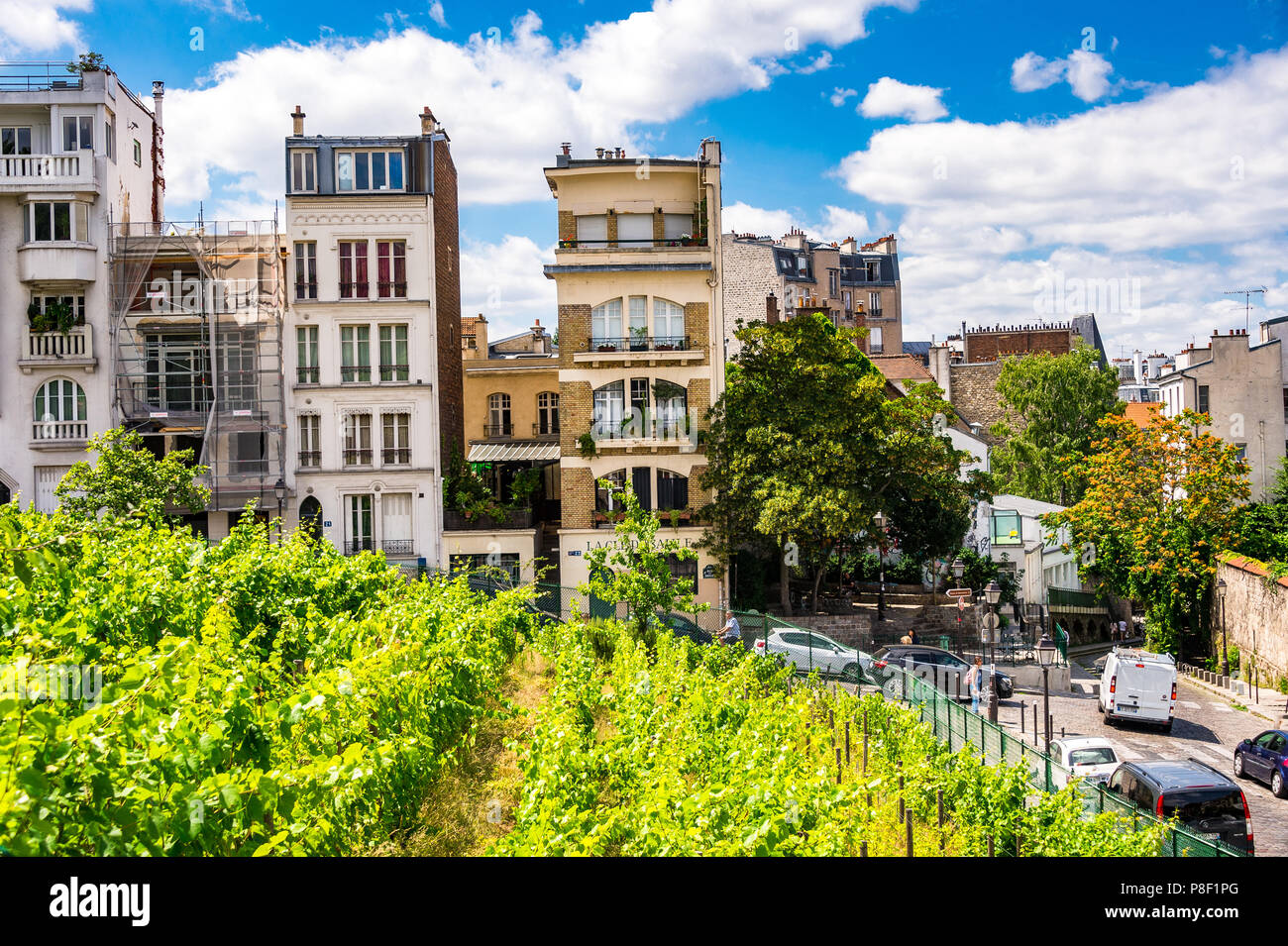 Clos Montmartre also known as Vigne de Montmartre. La Vigne de Montmartre is the oldest vineyard in Paris. Stock Photo