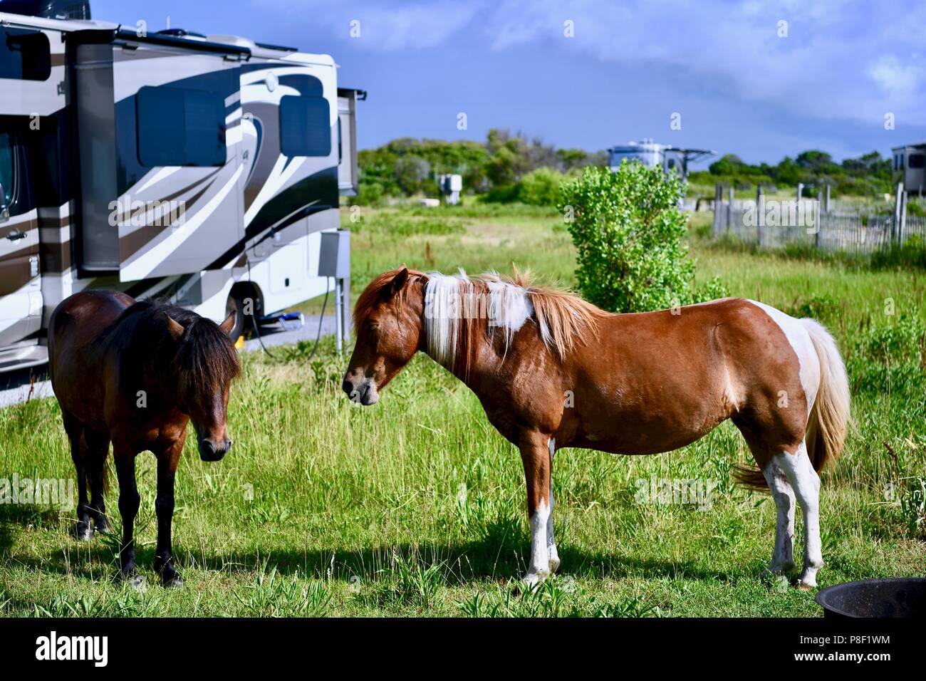 Assateague island camping hires stock photography and images Alamy