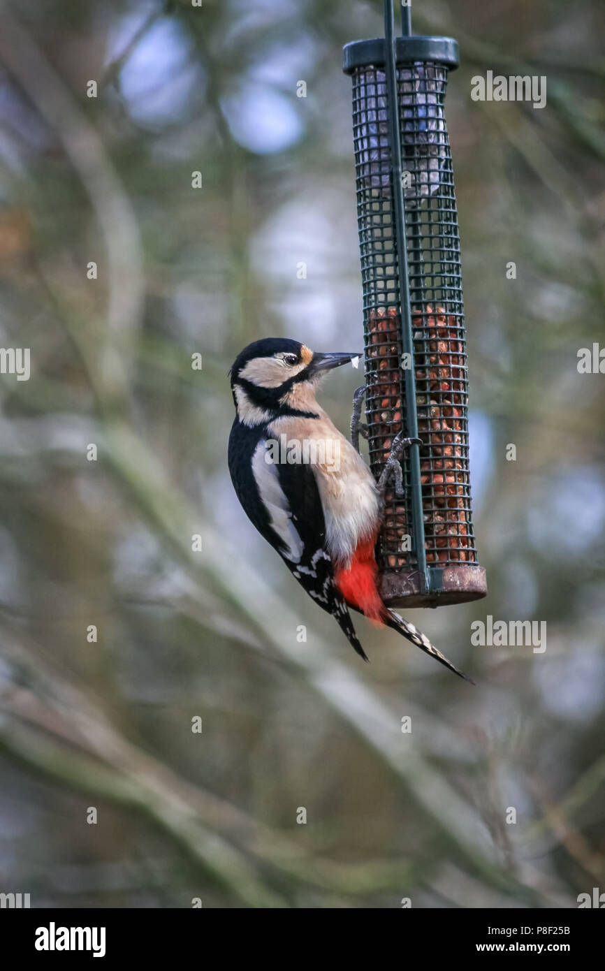 Great Spotted Woodpecker feeding on peanuts Stock Photo