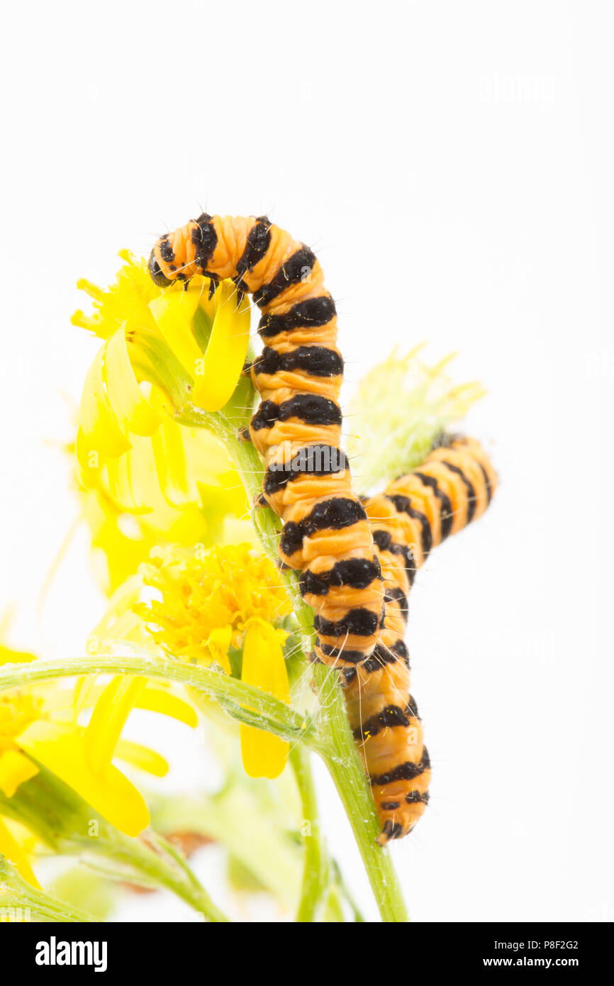 A pair of cinnabar moth caterpillars, Tyria jacobaeae, photographed in a studio on a white background feeding on ragwort, Jacobaeae vulgaris. North Do Stock Photo