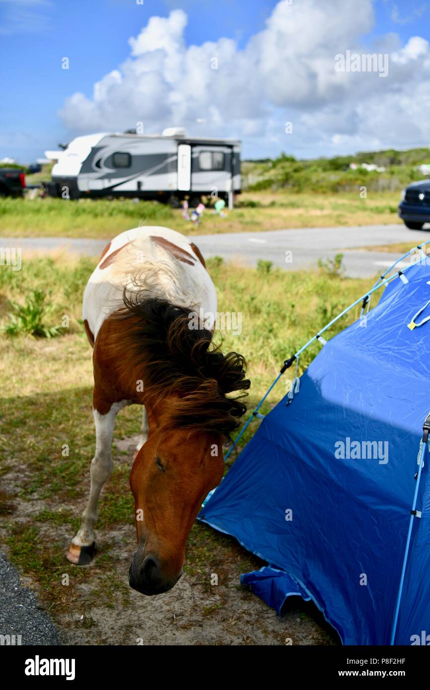 Wild ponies at the Assateague island campground, MD, USA Stock Photo