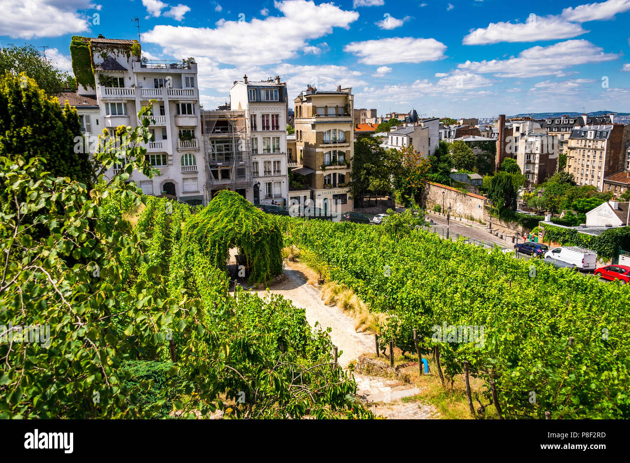Clos Montmartre also known as Vigne de Montmartre. La Vigne de Montmartre is the oldest vineyard in Paris. Stock Photo