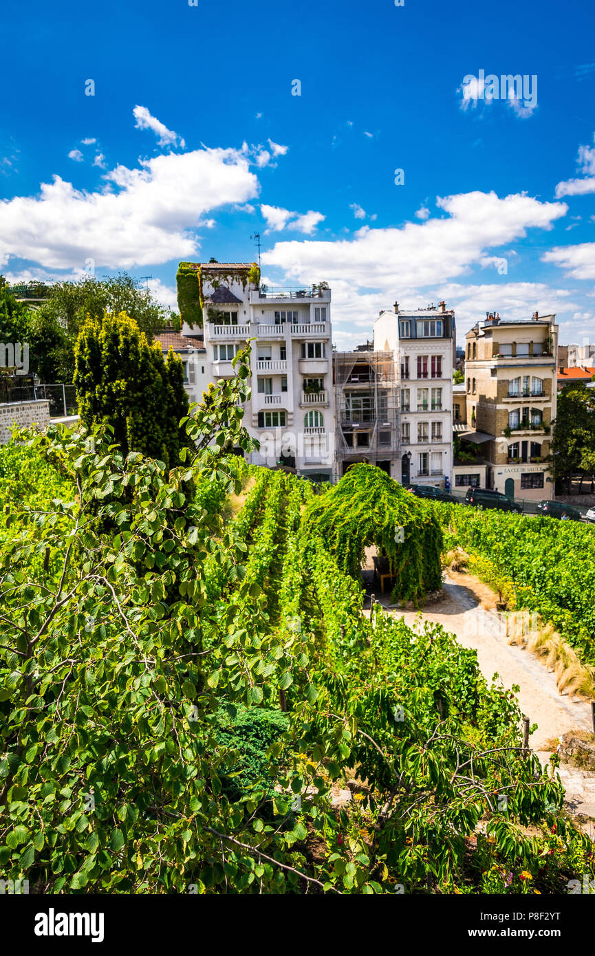 Clos Montmartre also known as Vigne de Montmartre. La Vigne de Montmartre is the oldest vineyard in Paris. Stock Photo