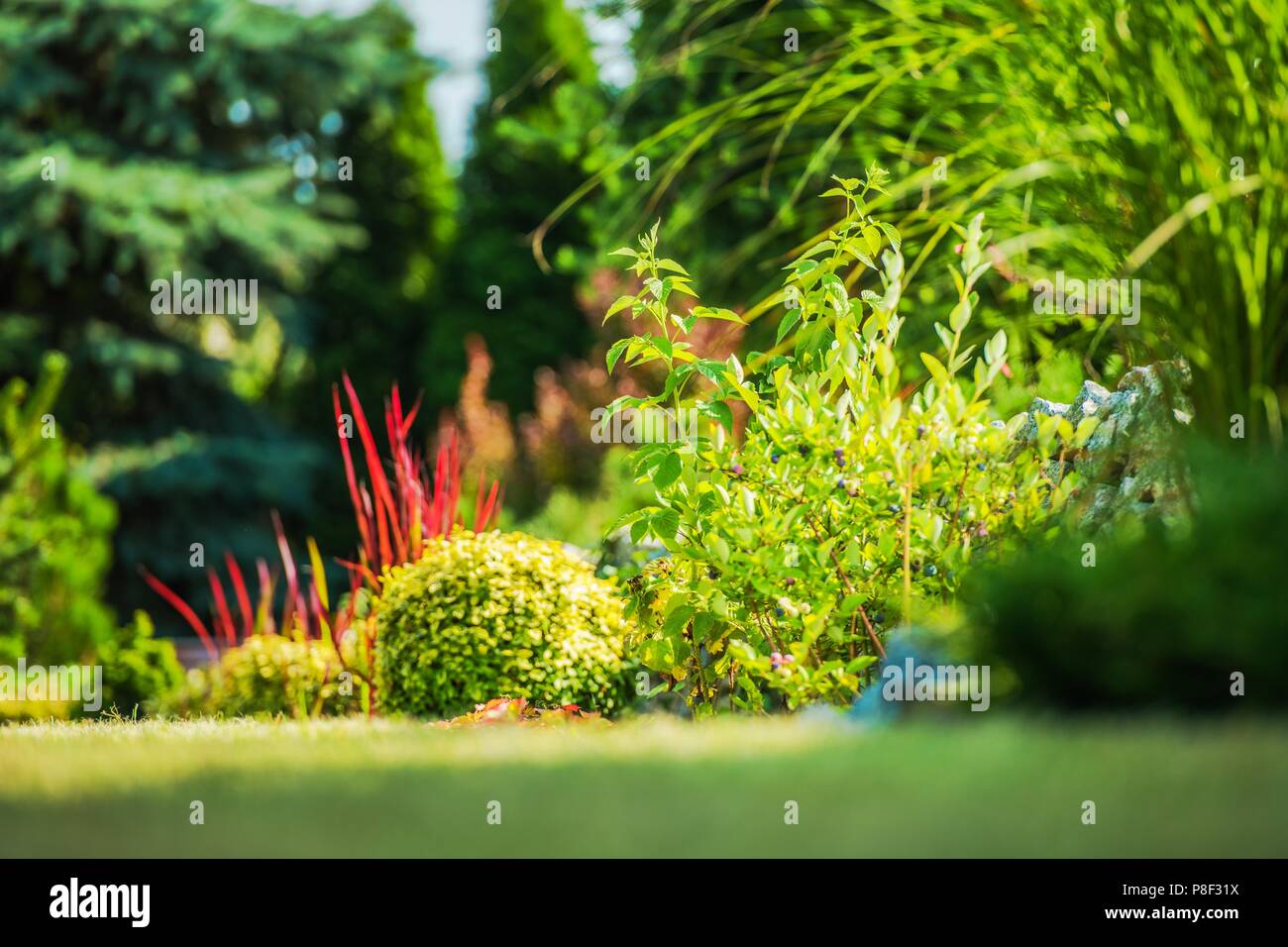 Garden Plants Closeup Photo. Scenic Backyard Garden and the Summer
