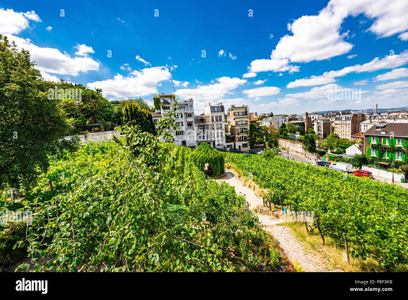 Clos Montmartre also known as Vigne de Montmartre. La Vigne de Montmartre is the oldest vineyard in Paris. Stock Photo