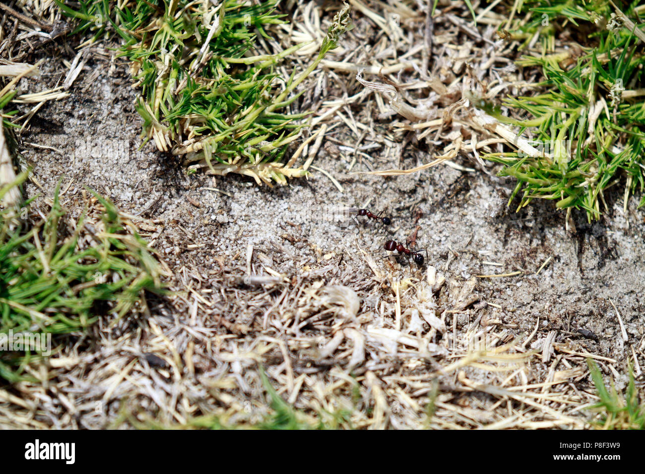 Ants walking in the veld at West Coast National Park, Langebaan, South ...