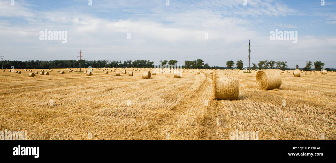 Harvested field with straw bales in summer Stock Photo - Alamy