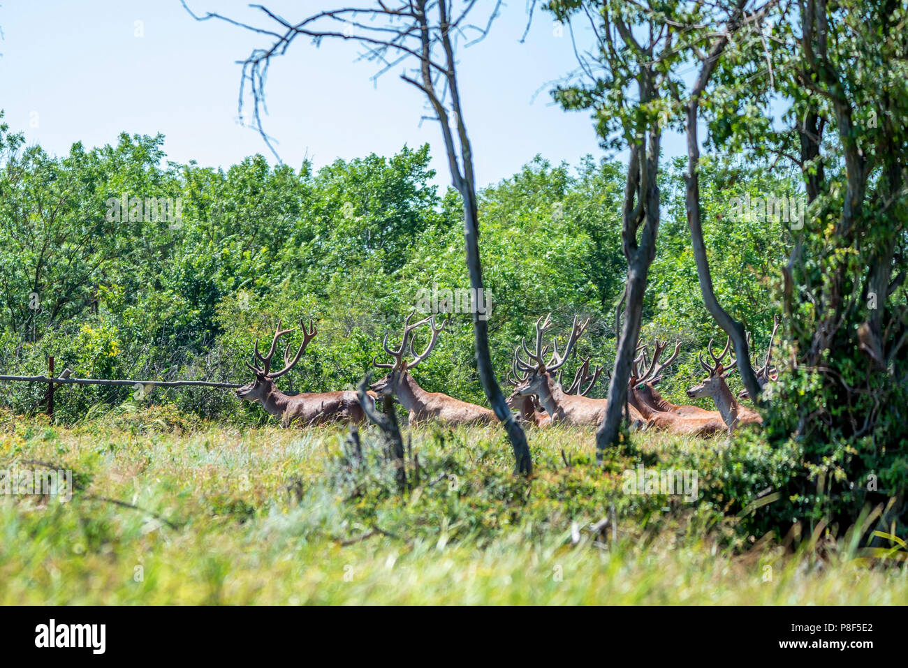 Deer farm new zealand hires stock photography and images Alamy