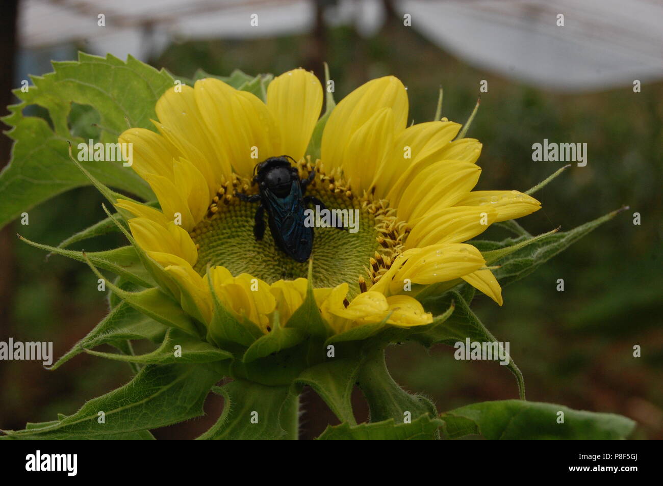 Pollination in nature hi-res stock photography and images - Alamy