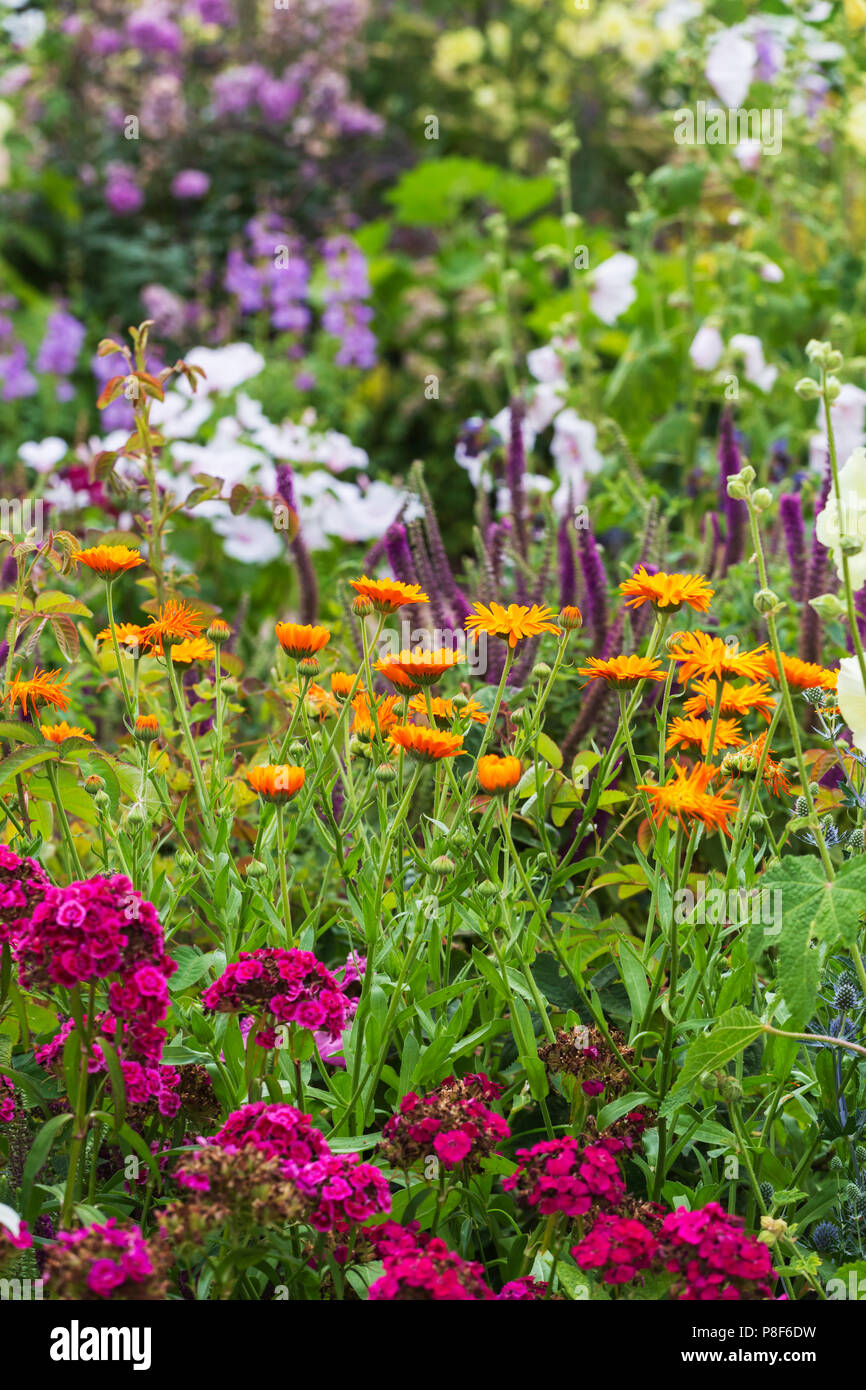 Mixed Bedding of Summer Perennials in Cottage Garden at RHS Hyde Hall
