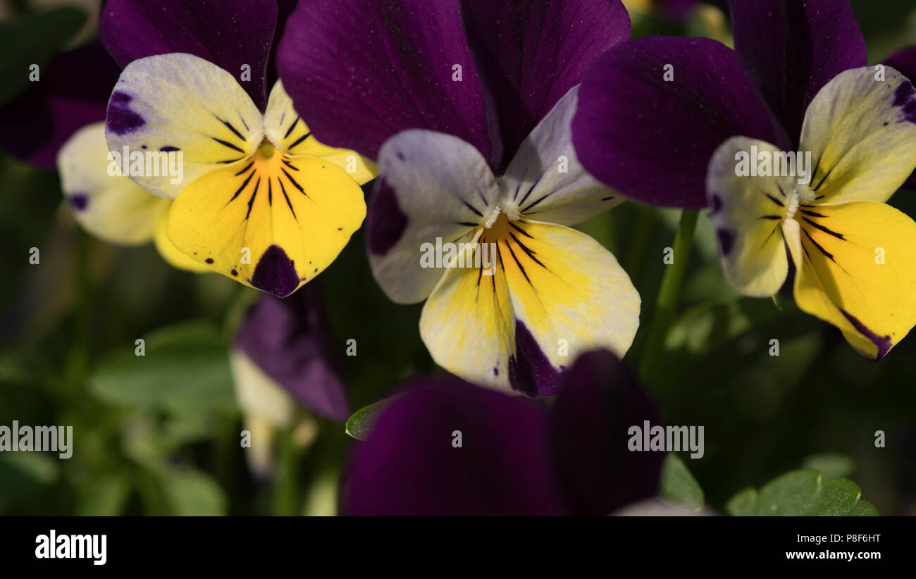Mass flowering hires stock photography and images Alamy