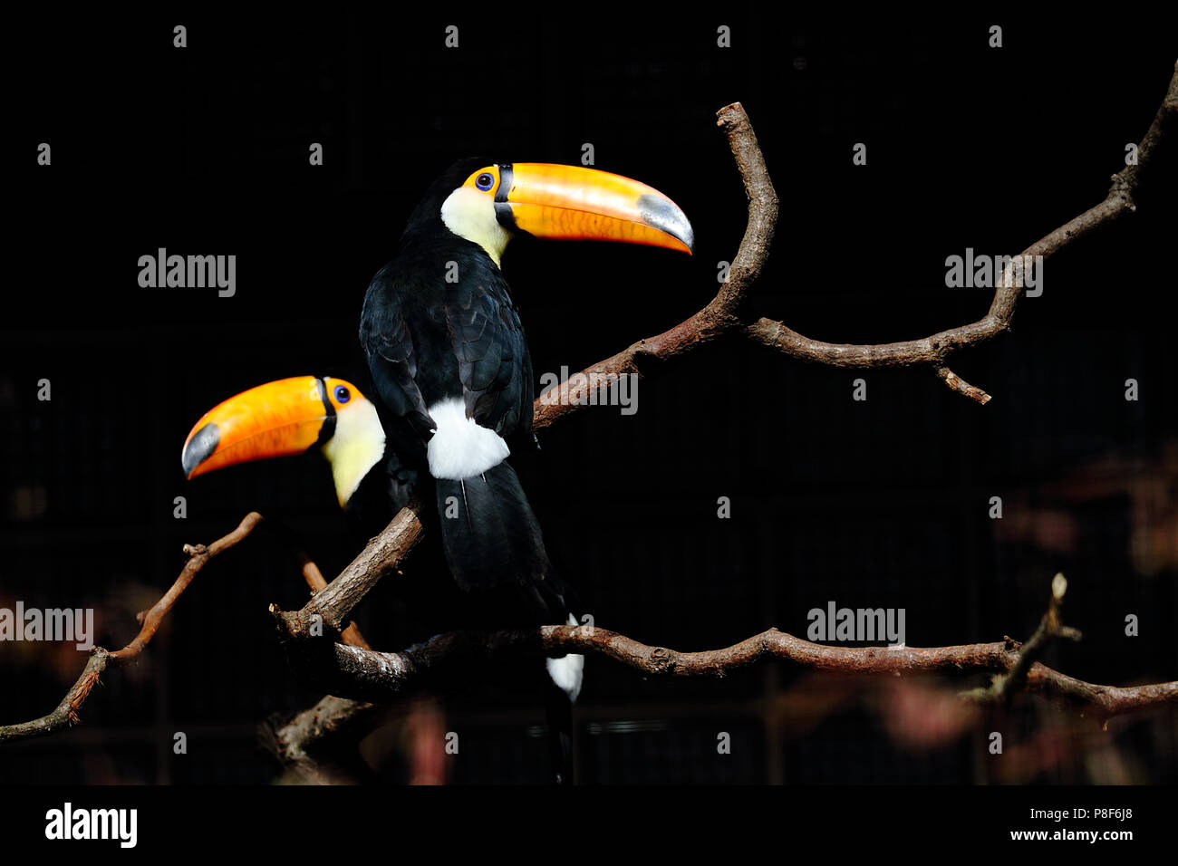 Toco toucan Ramphastos toco Stock Photo