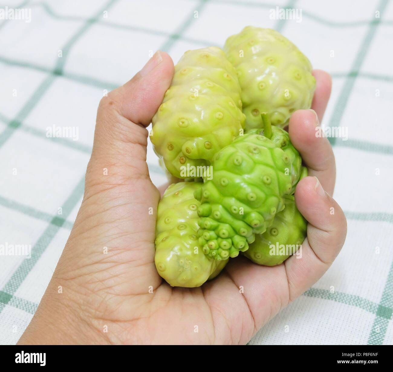 Vegetable and Herb, Hand Holding Fresh Noni, Morinda Citrifolia, Great Morinda, Indian Mulberry, Beach Mulberry or Cheese Fruits with Polysaccharide,  Stock Photo