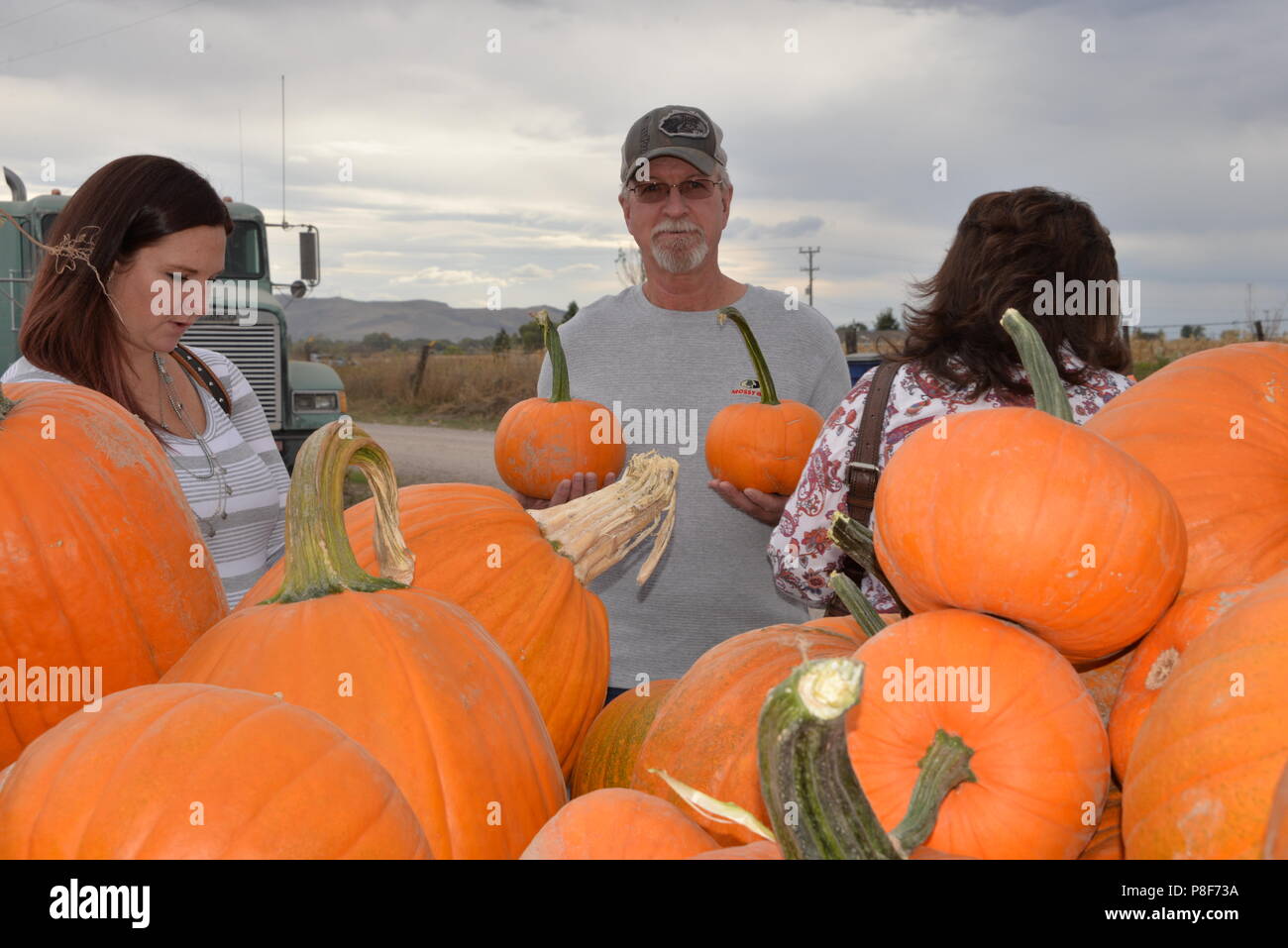 Picking fresh pumpkins at farmers market at fall festival. Stock Photo