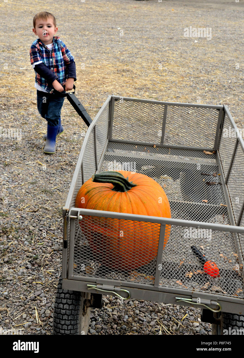 Picking fresh pumpkins at farmers market at fall festival and boy pulling his wagon with his pumpkin he picked out. Stock Photo