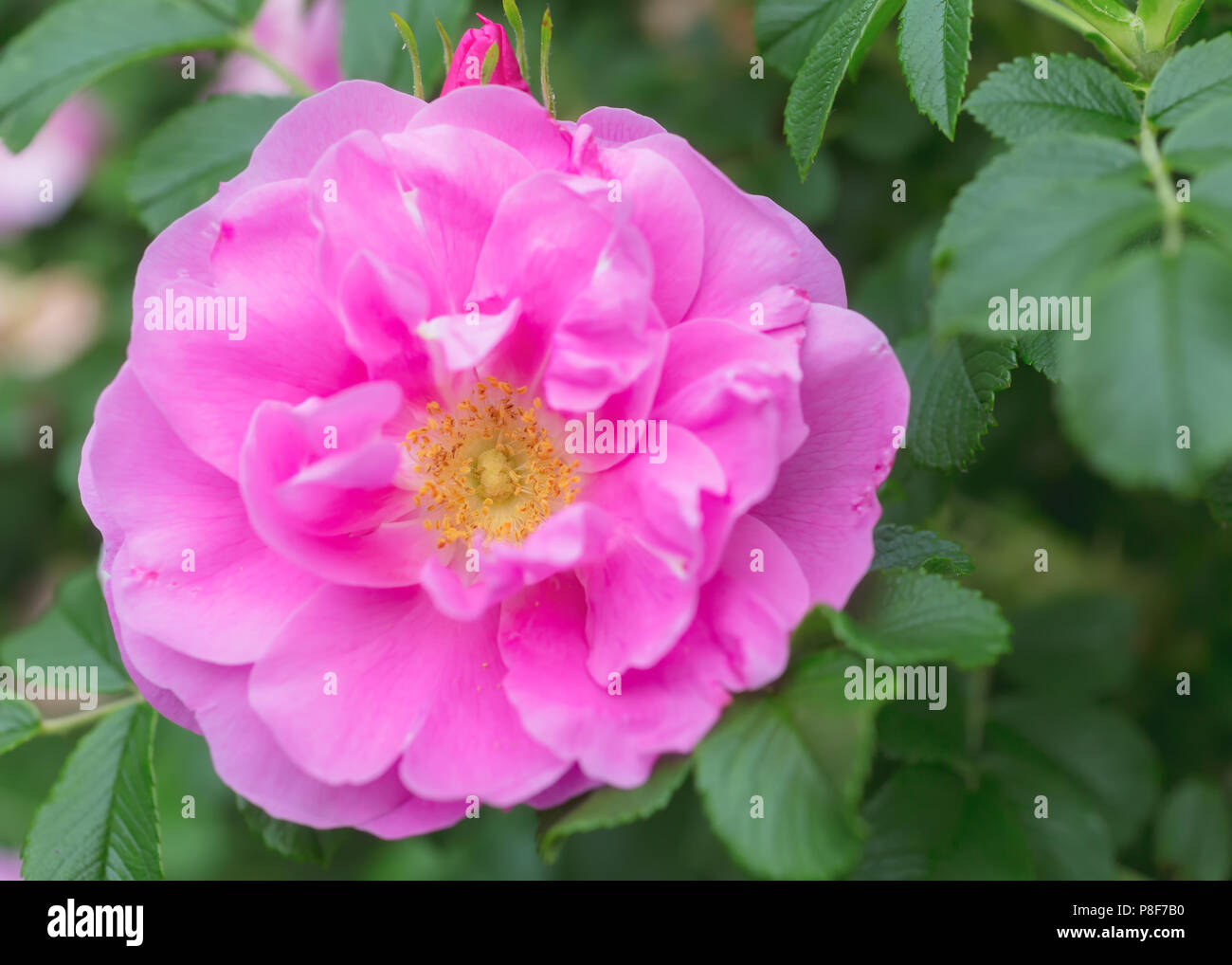 Hardy rugusa rose flower in the home garden. Stock Photo