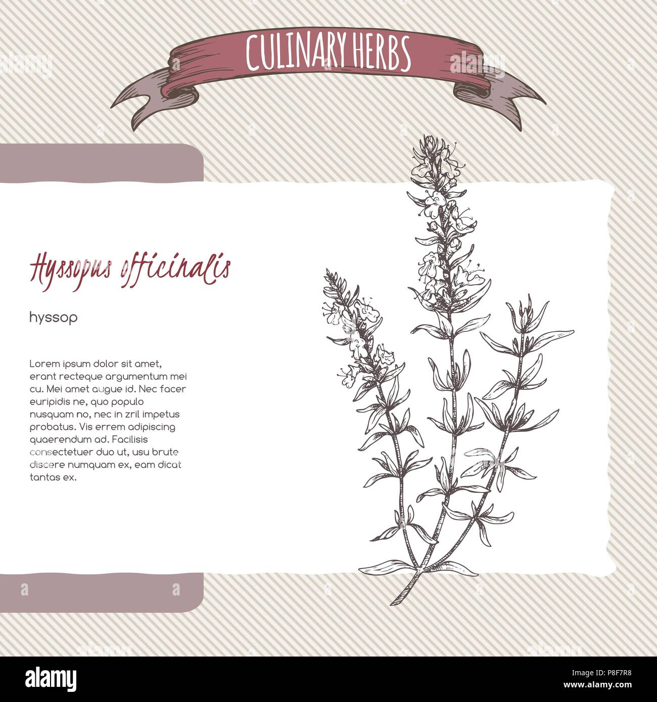 Hyssopus officinalis aka hyssop branch hand drawn sketch Stock Vector