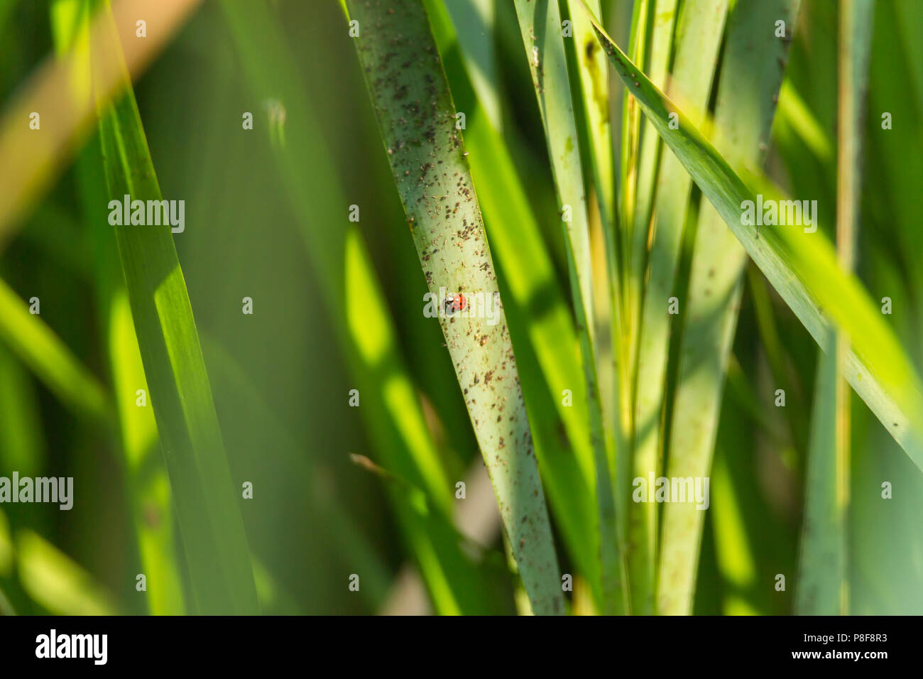 Ladybug sitting on blade of grass Stock Photo