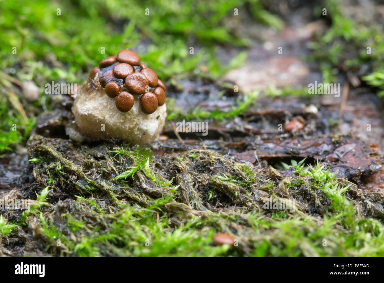 Bird’s nest fungus Stock Photo Alamy